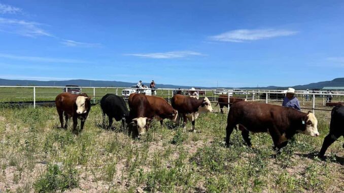 Entregan más de 180 toros a productores de distintas regiones del estado