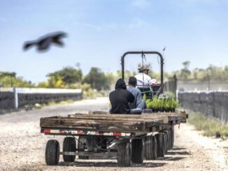Trump reconoce que trabajadores migrantes que expulsa son difíciles de reemplazar