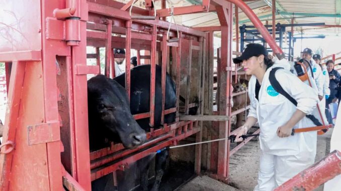 Refuerza Gobierno del Estado acciones sanitarias vs la tuberculosis bovina