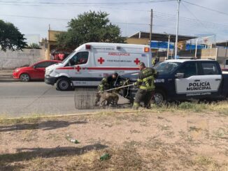 Perro callejero muerde a joven en ataque a su perrito