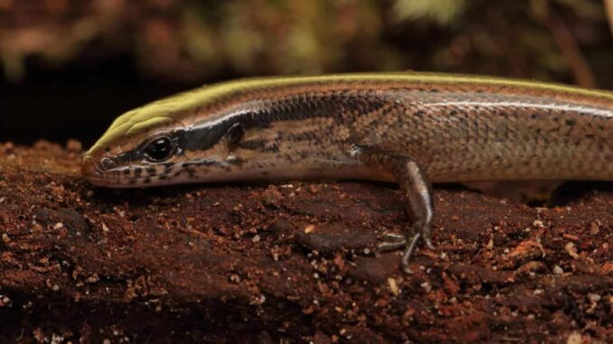 la ‘ Scincella montana ‘