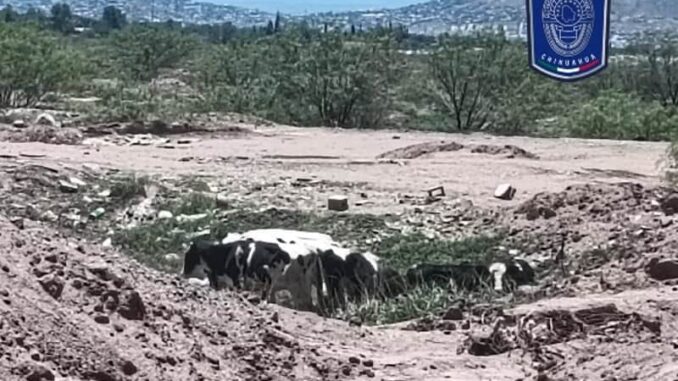 Recupera Fiscalía Zona Centro 14 cabezas de ganado robadas en Tabalaopa