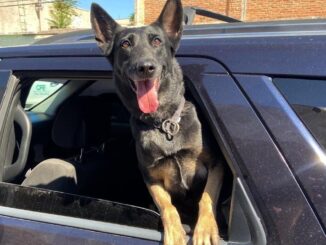 ¡Aún sigue el calor! Municipio exhorta no dejar niños ni mascotas en vehículos para evitar incidentes