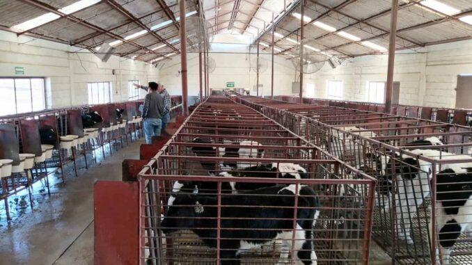 Abre SDR convocatoria de apoyos para la inseminación artificial de bovinos