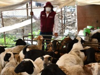 Entregan a habitantes del Edomex gallinas, borregos y carne asegurados en Operación Liberación