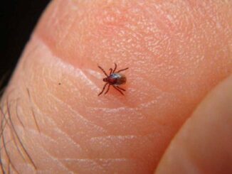 ¿qué es y cómo se contagia la Rickettsiosis?