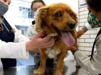 campañas de esterilización gratuita en CDMX y Edomex