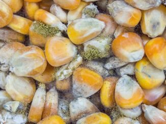 Científica de la UNAM alerta de hongos que provocan cáncer de hígado