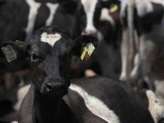 Espera México reanudar exportación de ganado a EE.UU. en dos meses tras gusano barrenador