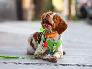 ‘Manchas’, el primer perro buscafugas de agua en México