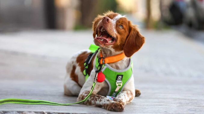 ‘Manchas’, el primer perro buscafugas de agua en México