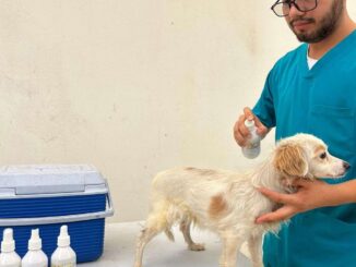 Ofrecen gratis microchip en la Dirección de Bienestar Animal