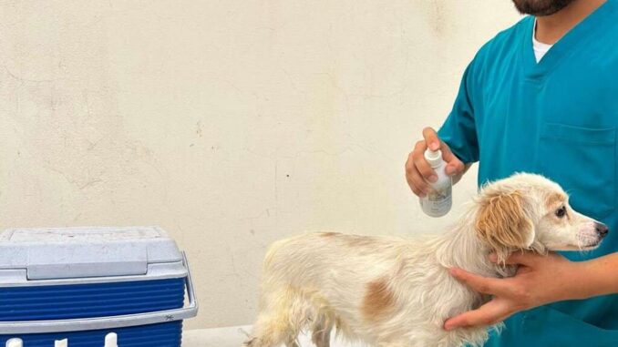 Ofrecen gratis microchip en la Dirección de Bienestar Animal