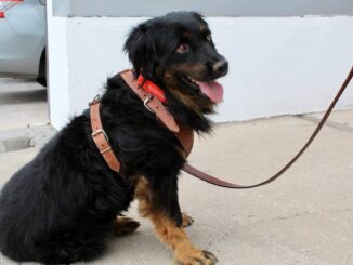 Encuentra hogar perrito Valentín; sobrevivió a un charco de chapopote