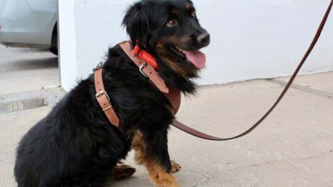 Encuentra hogar perrito Valentín; sobrevivió a un charco de chapopote