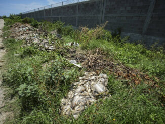 Muerte masiva de peces agrava crisis en Laguna de Tres Palos, en Acapulco