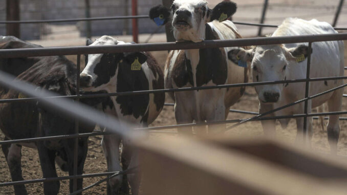 Productores mexicanos confían en la pronta reapertura de exportaciones de ganado a EE.UU.