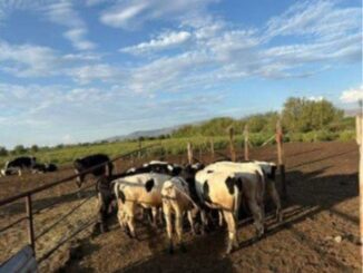 Recupera Fiscalía de Distrito Zona Centro ganado lechero robado