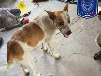 Rescatan Policías Investigadores a perrito en condiciones de maltrato en Parral