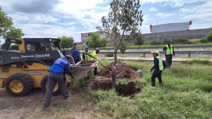 Concluye reubicación de árboles en la zona de construcción del Paso Superior Vialidad Nogales e Industrias