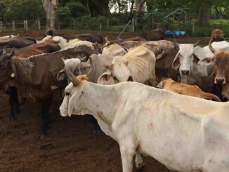 Secretaría de Agricultura intercepta otro caso de gusano barrenador en el ganado en Querétaro