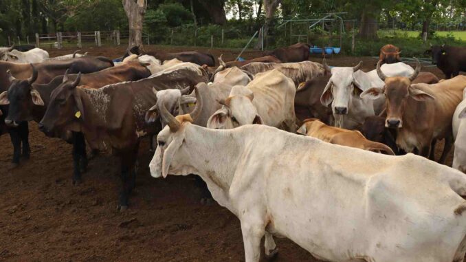 Secretaría de Agricultura intercepta otro caso de gusano barrenador en el ganado en Querétaro