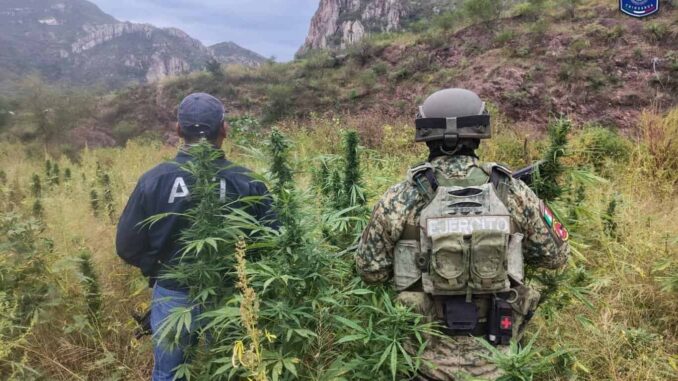 Destruyen AEI y SEDENA tres plantíos de marihuana en Ocampo