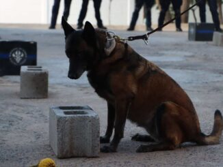 Capacitan a policías del grupo K-9 en técnicas de adiestramiento canino
