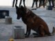 Capacitan a policías del grupo K-9 en técnicas de adiestramiento canino