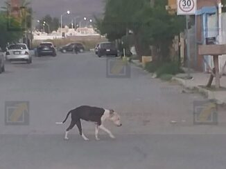 Pitbull en abandono ataca a adulto mayor en Riberas de Sacramento
