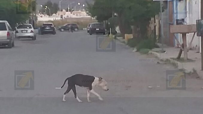 Pitbull en abandono ataca a adulto mayor en Riberas de Sacramento