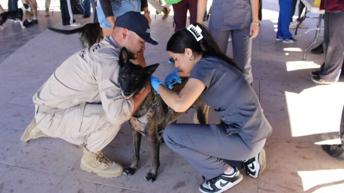 Realiza Municipio más de mil servicios en jornada de salud y atención para animales en Punta Oriente