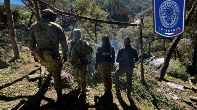 Aseguran plantíos de mariguana y campamentos al norte del municipio de Chihuahua