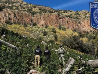 Continúa operativo de destrucción de plantíos de marihuana al norte de la capital