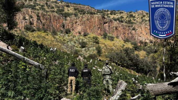 Continúa operativo de destrucción de plantíos de marihuana al norte de la capital