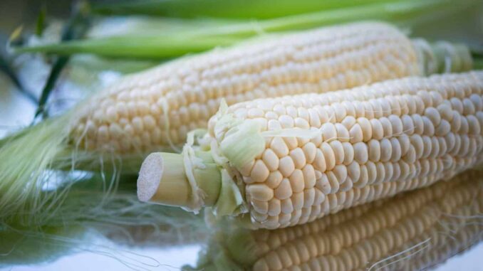 Secretaría de Agricultura anuncia acuerdo de 6 mil 50 pesos por tonelada de maíz blanco en tres estados