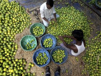 Reforzarán seguridad en Michoacán para proteger a productores de cítricos