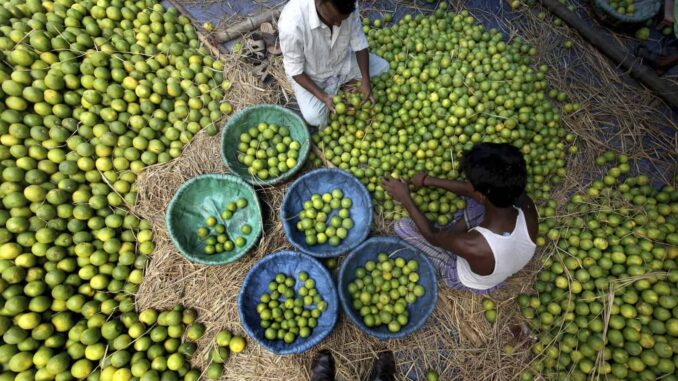 Reforzarán seguridad en Michoacán para proteger a productores de cítricos