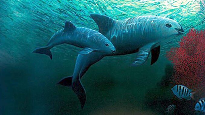 México y ONG confirman el avistamiento de entre siete y diez ejemplares de vaquita marina