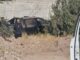 Confirman un segundo ejecutado en la pickup encontrada en Ejido El Fresno