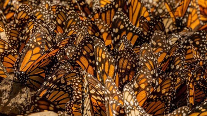 Las mariposas monarca en México y el enigma de su migración