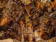 Las mariposas monarca en México y el enigma de su migración