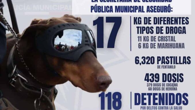 Reportan resultados de noviembre en aseguramiento de droga y recuperación de vehículos