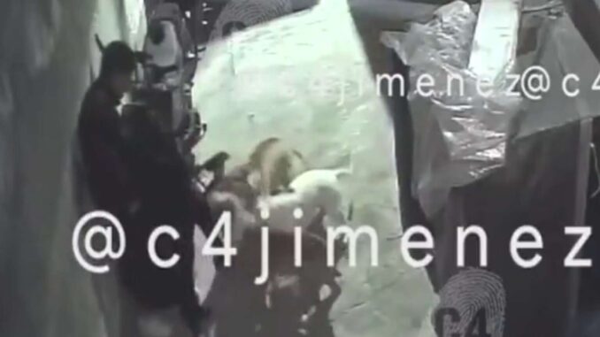 Perros pitbull atacan a mujer en Tláhuac, CDMX