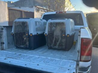 Rescata Municipio a dos perros en Jardines de San Agustín por omisión de cuidados