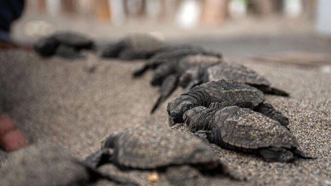 Veinte millones de tortugas marinas nacen con programa de conservación en Caribe mexicano