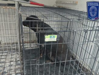 Durante octubre y noviembre, FGE Norte aseguró 592 animales en situación de maltrato en Cd. Juárez