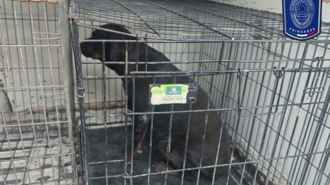 Durante octubre y noviembre, FGE Norte aseguró 592 animales en situación de maltrato en Cd. Juárez