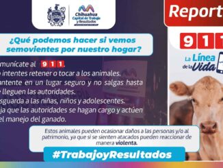 Retuvo Gobierno Municipal 79 animales mostrencos en vialidades durante 2025