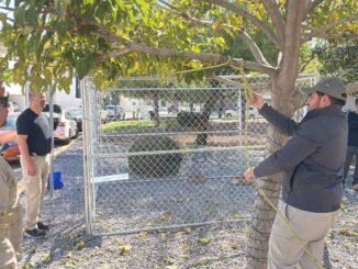 Informa Municipio acciones de prevención y atención ante presencia de perros en manada